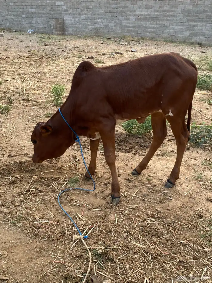 بقره للبيع 2