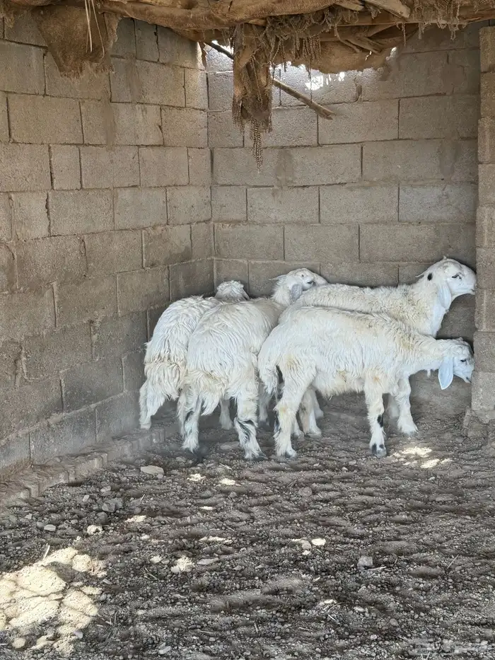 طليان فل الفل شحم من انتاج مراحي 2