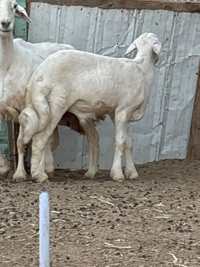 طلي حري عمره 3 شهور فيه بعج قدام ذكره ولا يضره 2