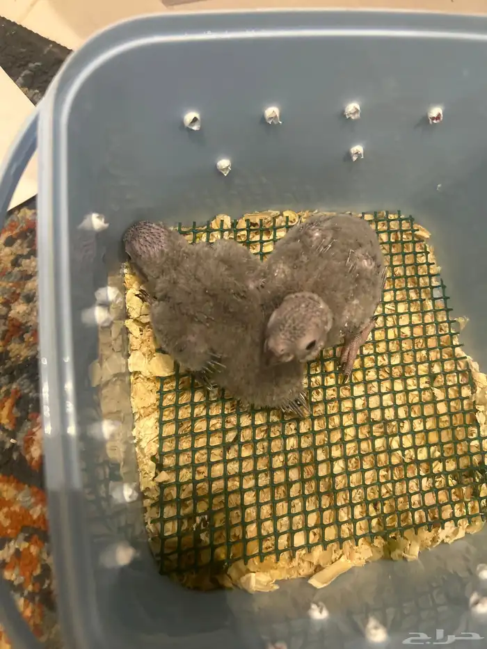 فروخ قرين شيك 1