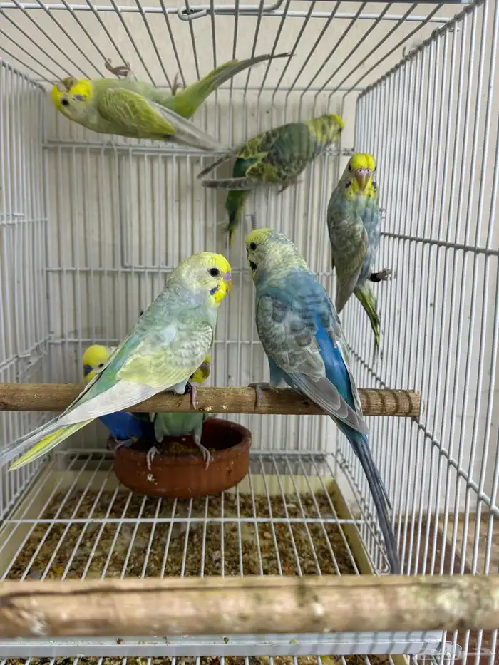 بادجي رينبو 1