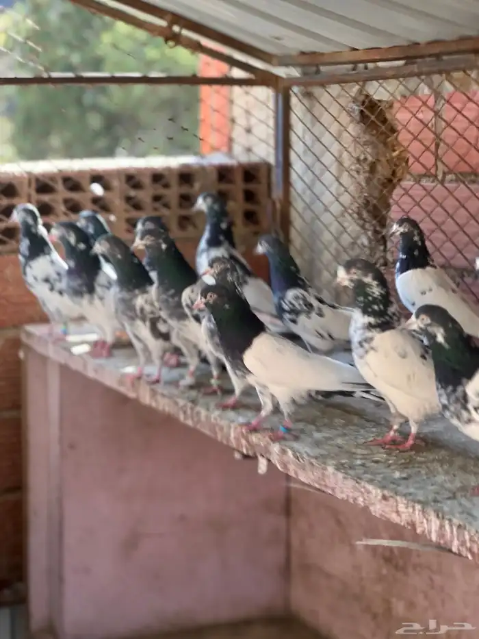 حمام بكستاني تيدي(تم البيع ) 6