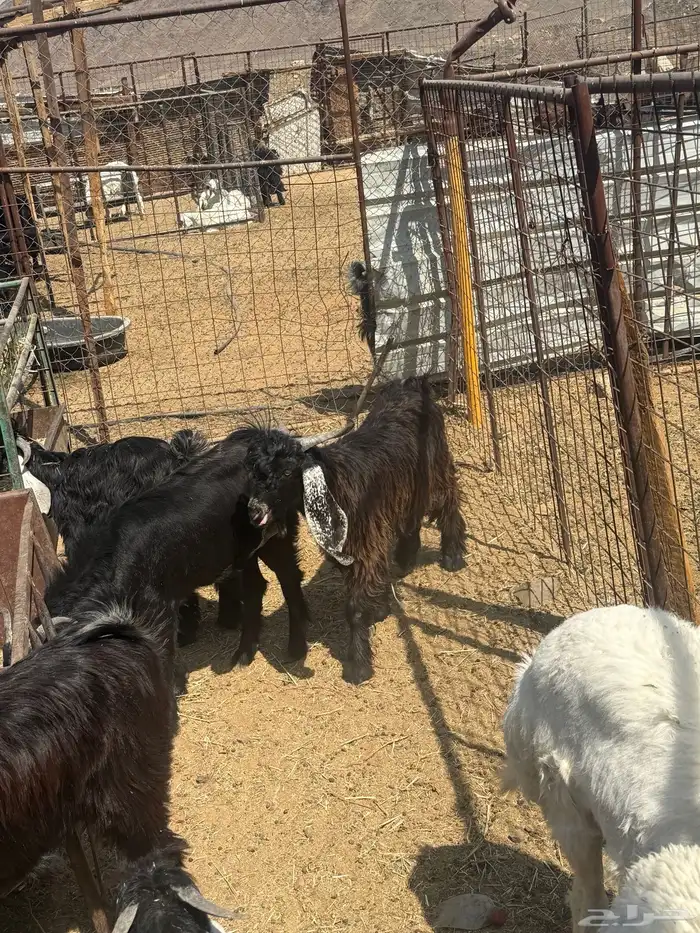 طليان. والتيوس ذبايح. 20