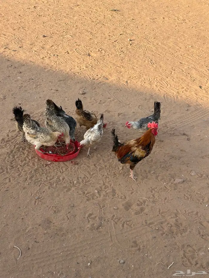 السلام عليكم دجاج بلدي للبيع 0