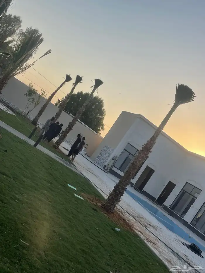 نخيل واشنطن للبيع بجميع انوواع المقاسات 2