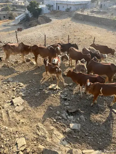 حسلان للبيع جمله 15 راس بسعر 3500 لرأس index