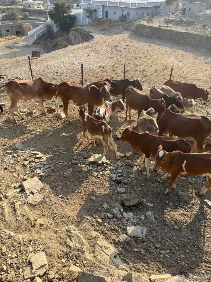 حسلان للبيع جمله 15 راس بسعر 3500 لرأس 4