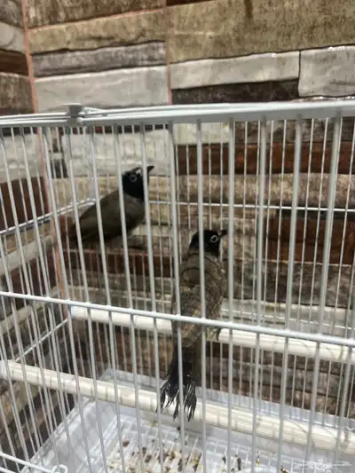 عصفورين نوعهم بلبل ابيض  الخدين 0