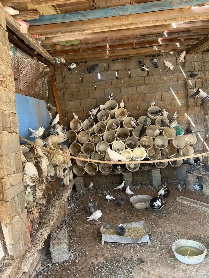 حمام مشكل للبيع 0