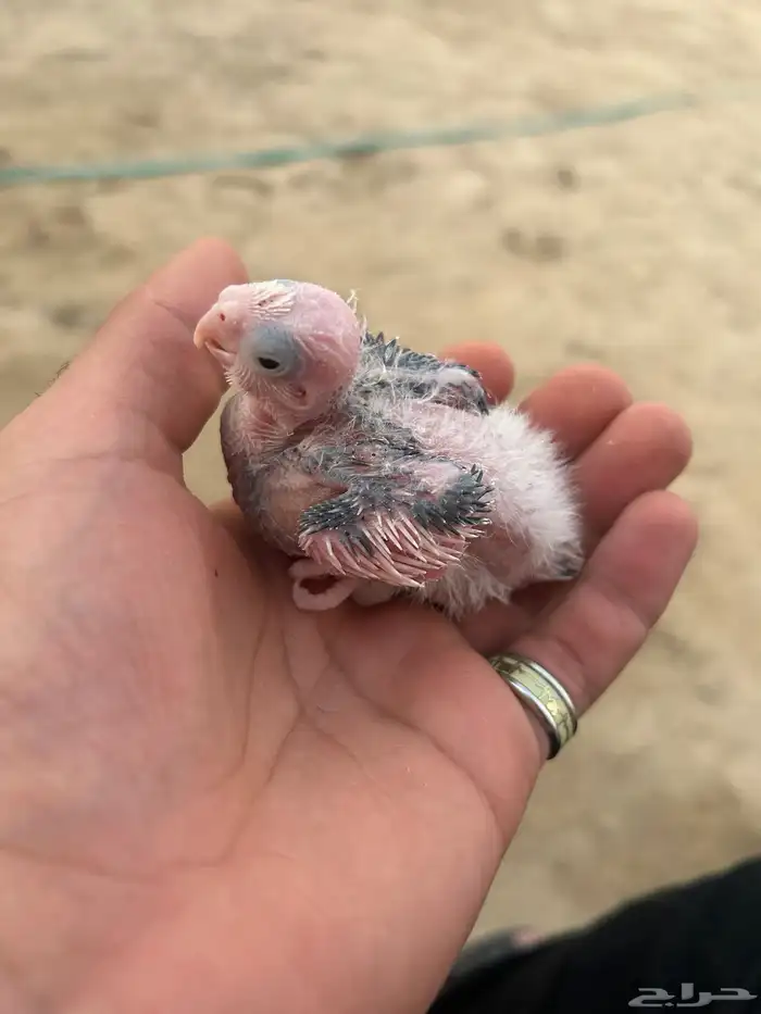 طيور كوكتيل كروان 3