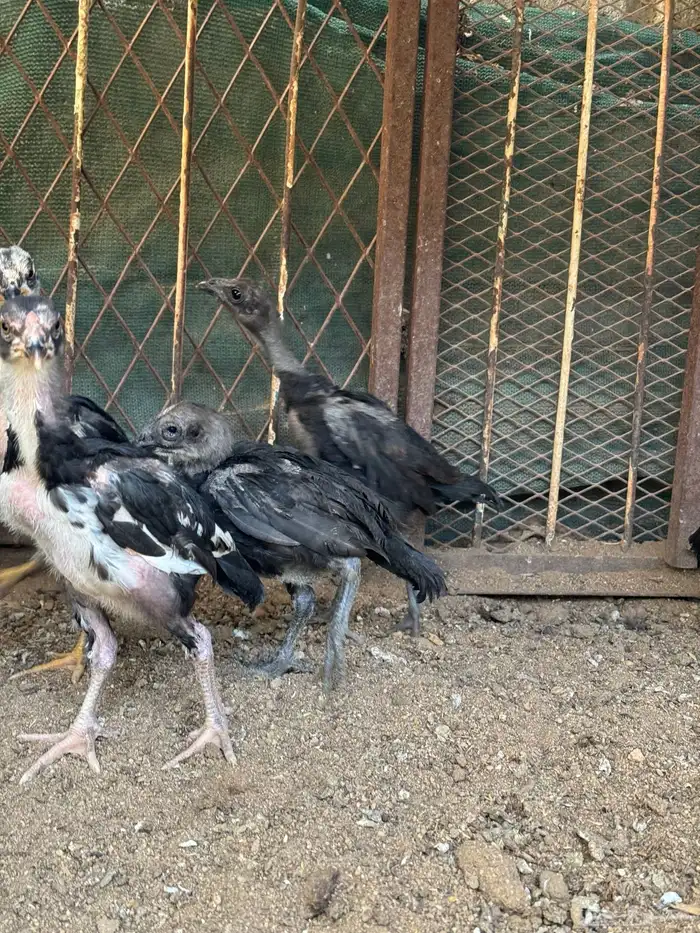 دجاج سندي دجاج تيلندي 7