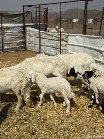 ضان ولد 6 معها 5 index