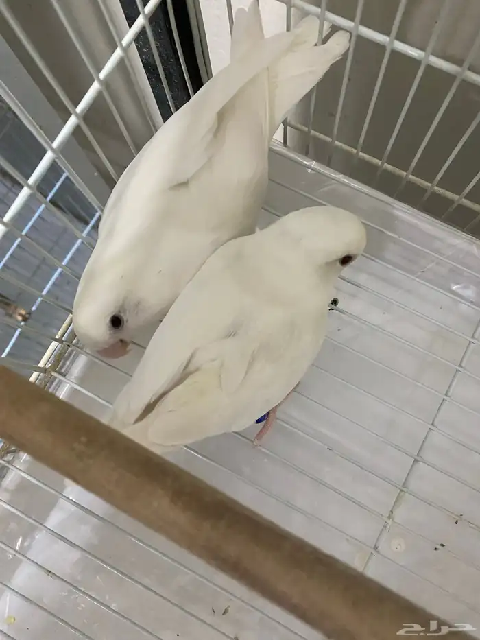 طيور روز وبادجي 0