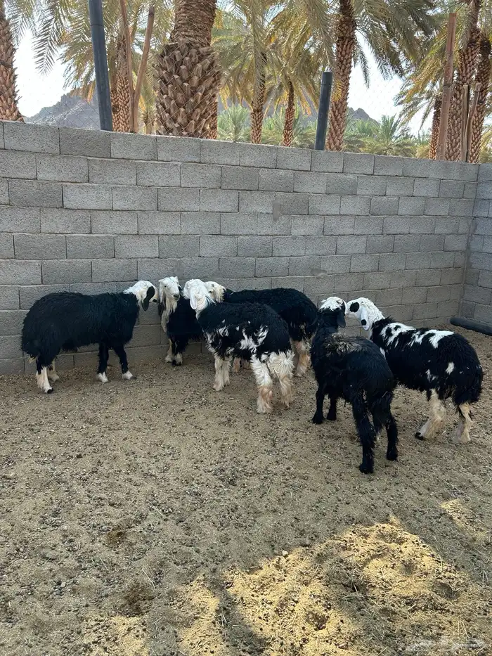 6 خرفان طيبات جذعات 5