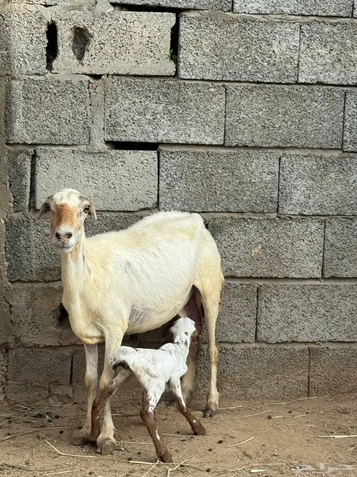 2 ضأن مناتيج 1