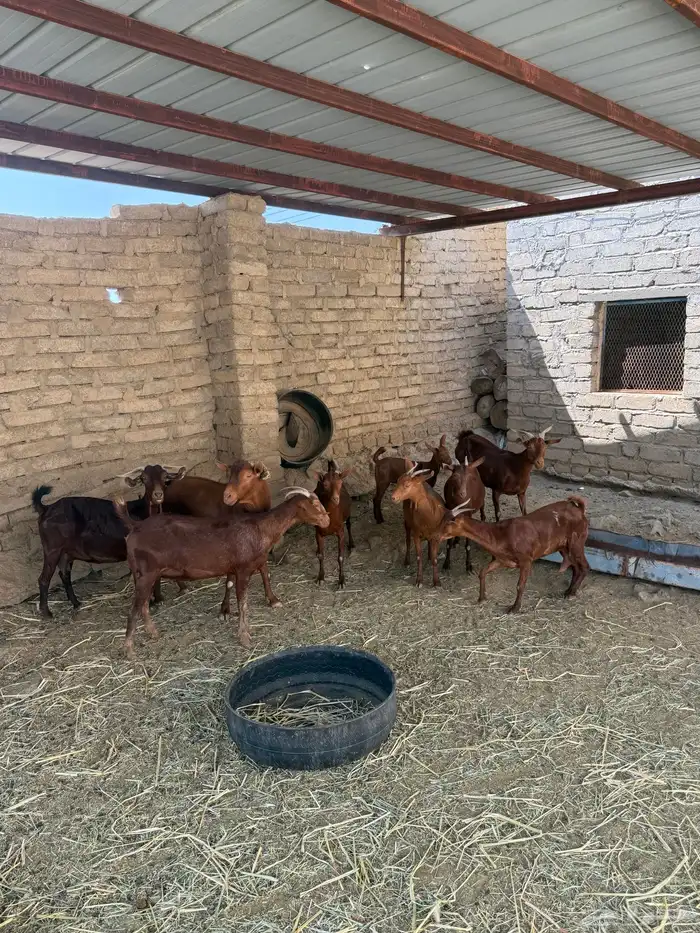 غنم مقاني العدد8 البهم واحد والباقي دفيع 1