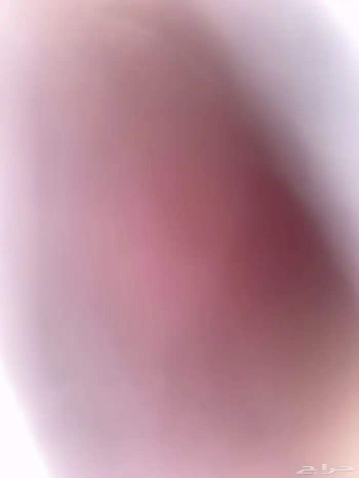 أبي ببغاء لوري تبني 0