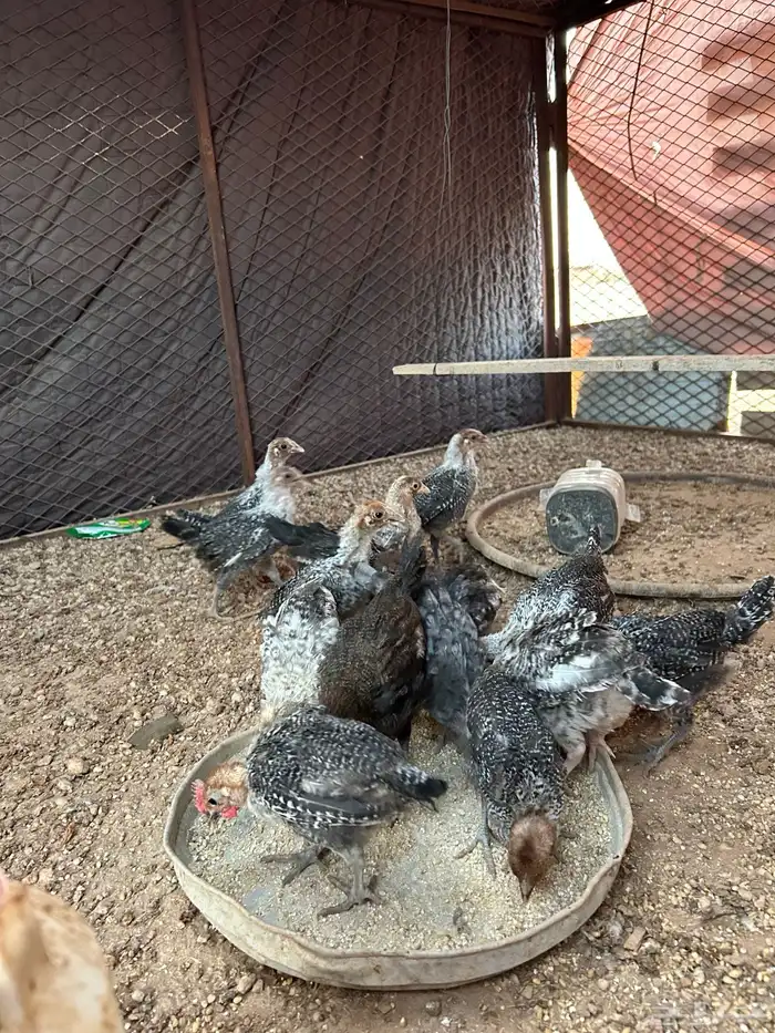 للبيع صوص فيومي 4