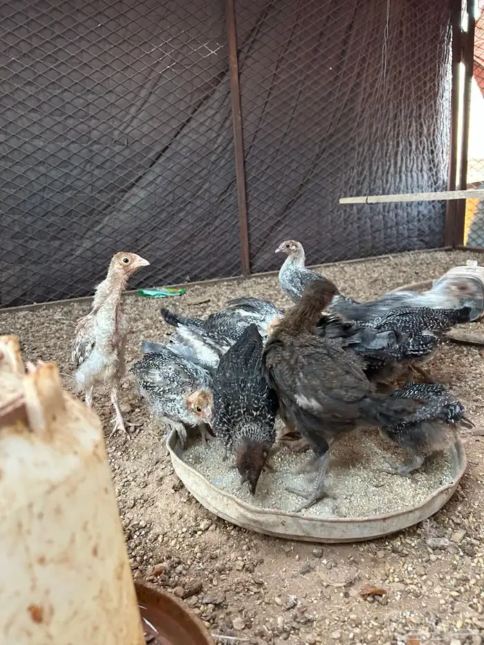 للبيع صوص فيومي 6