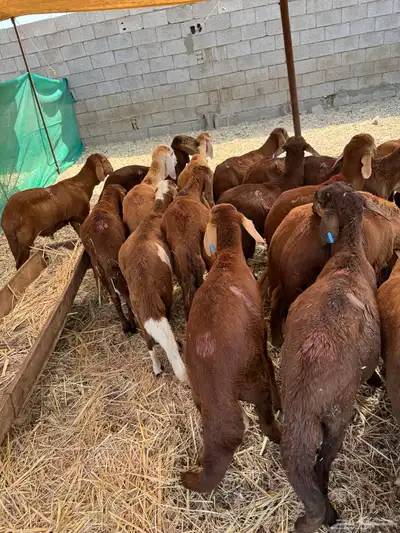 سواكن حمري index