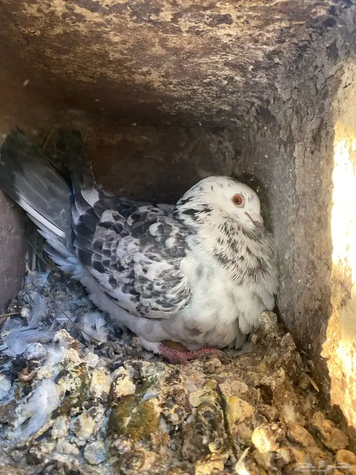 حمام مشكل فاخر سوبر جانبو 0