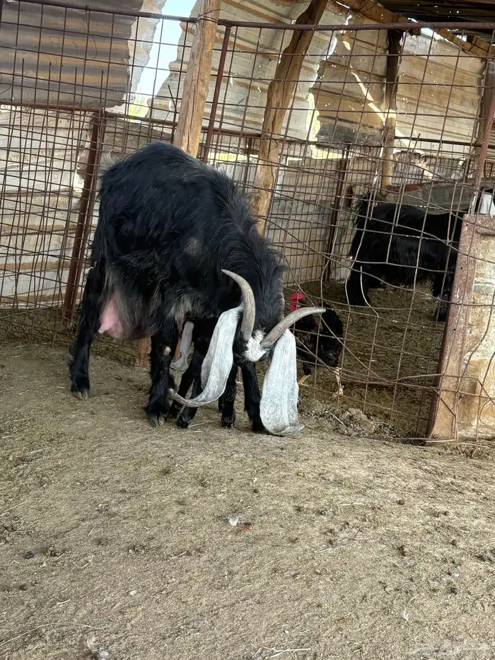 لبيع عنز عارضيه ااصل تحتها جفرتين 6