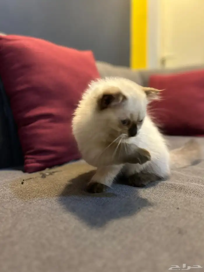 قطوتين للبيع 27