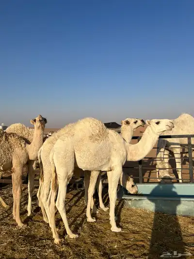 حشو للبيع index