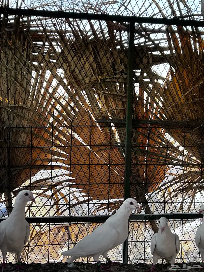 حمام زاجل ابيض 3