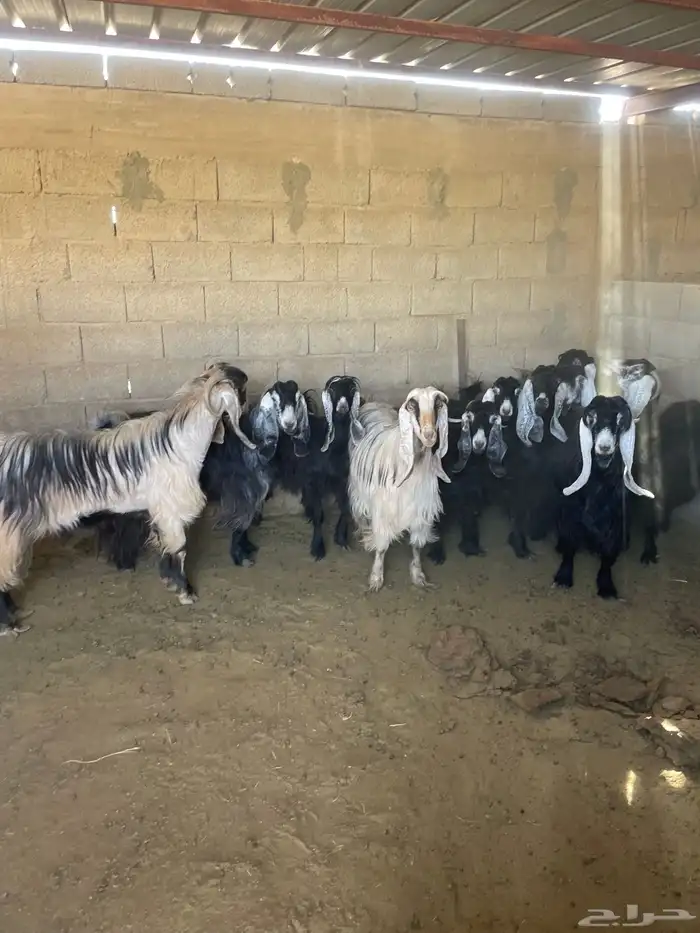 معزاء عوارض 17