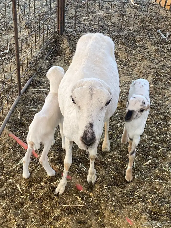 شاه رفيديه 0