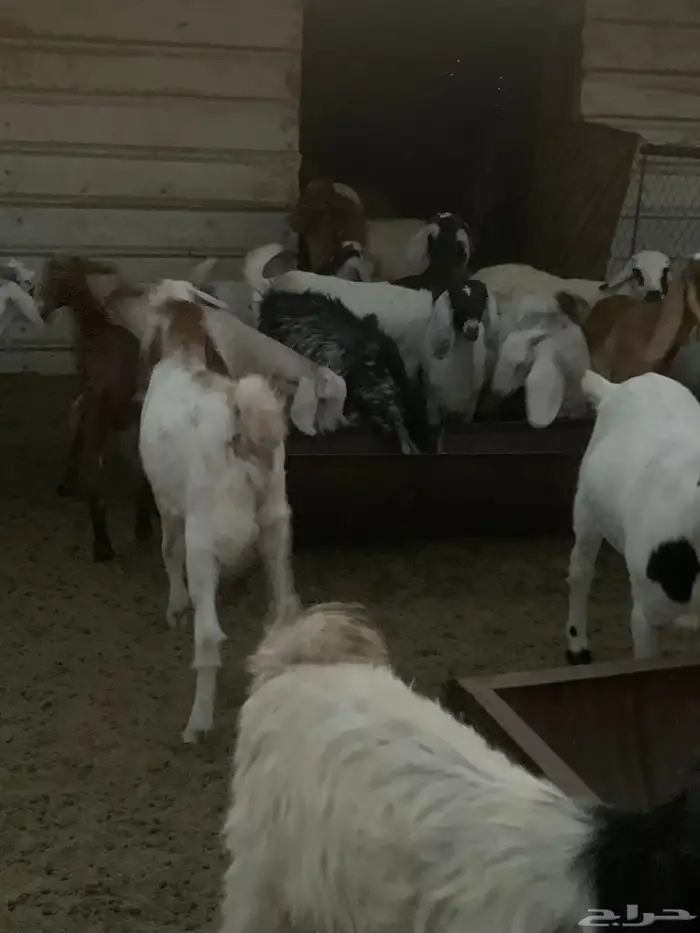 للبيع في الذيبية  حفرالباطن 2