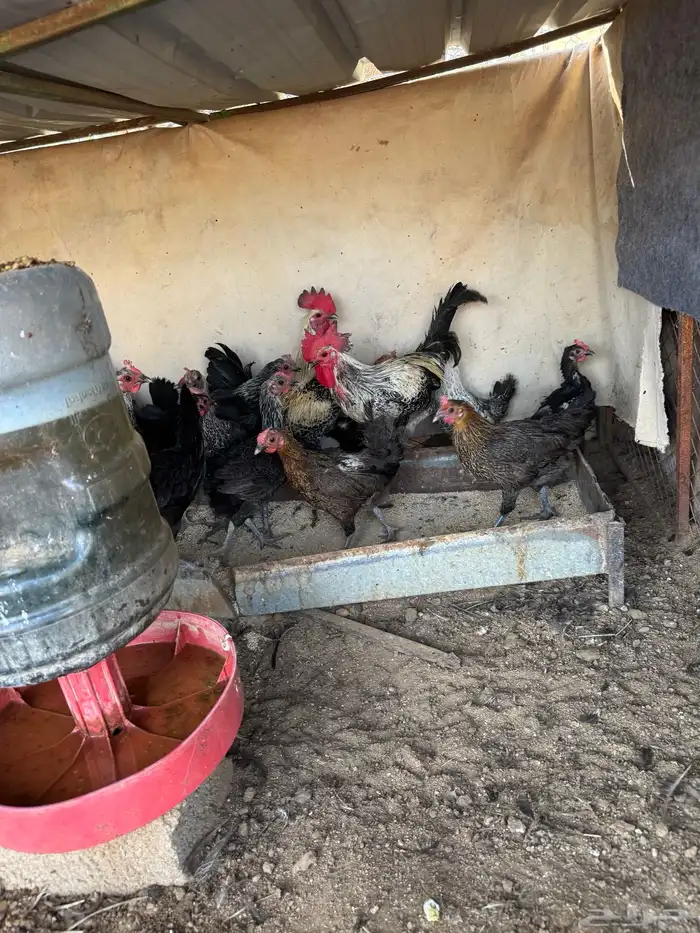 دجاج للبيع 73 حبه 0
