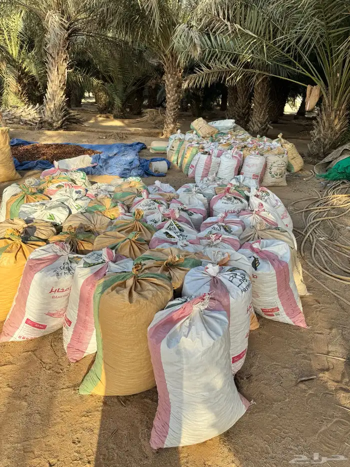 للبيع تمر علف للحلال 1