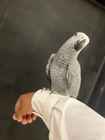 فرخ كاسكو ثلجي index