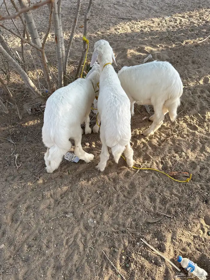 ثلاث رخال طيبه 0