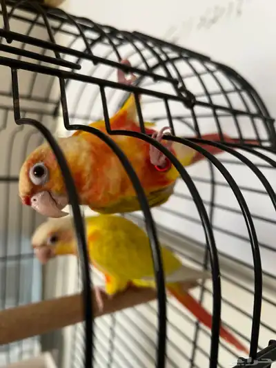 زوج صن شيك index