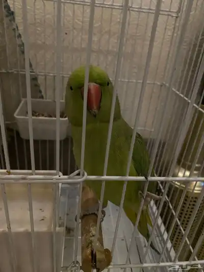 ببغاوات للبيع index