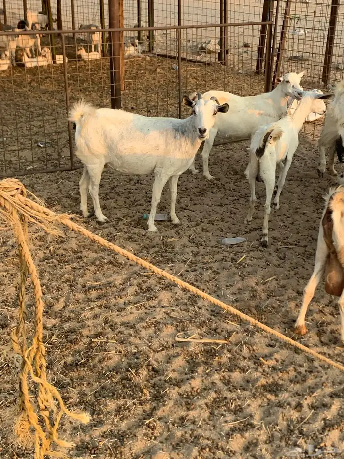 للبيع معزا بيشيات مواليد( تم البيع 2