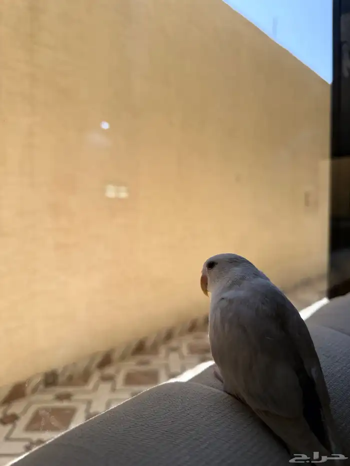 طير روز هدد خارجي داخلي أليف جدا ينطق بيكبو يعرف اسمه 1