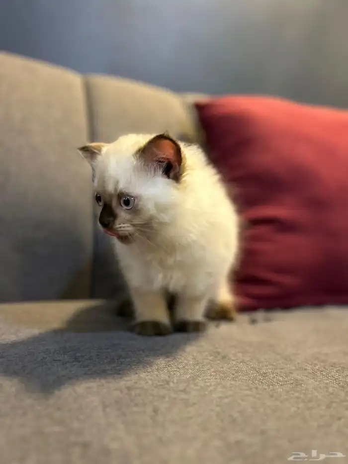 قطوتين للبيع 11