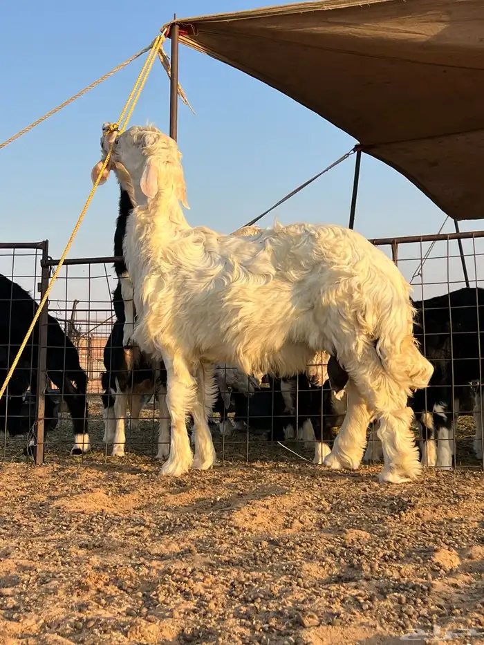 مشروع فحل نجدي للبيع 1