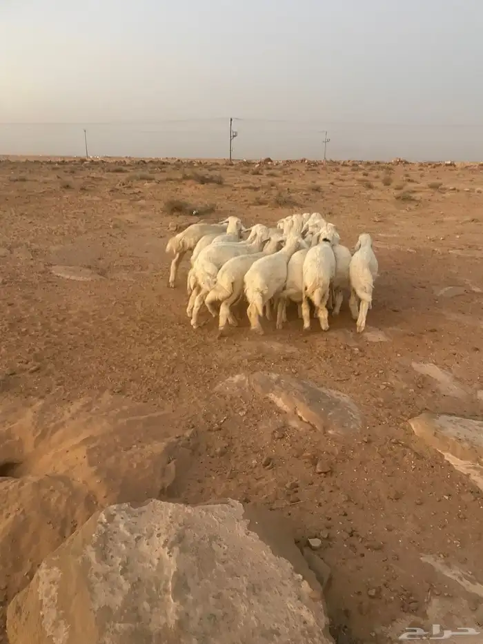 رخال حريات مقاني 2