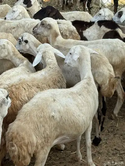 ضان قرايب مراح واحد index