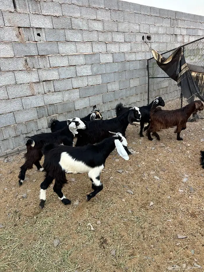 ذبائح الأكحل 17