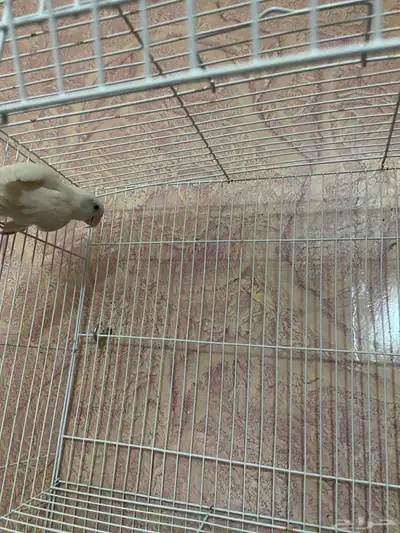 للبيع انثى روز منتجه index