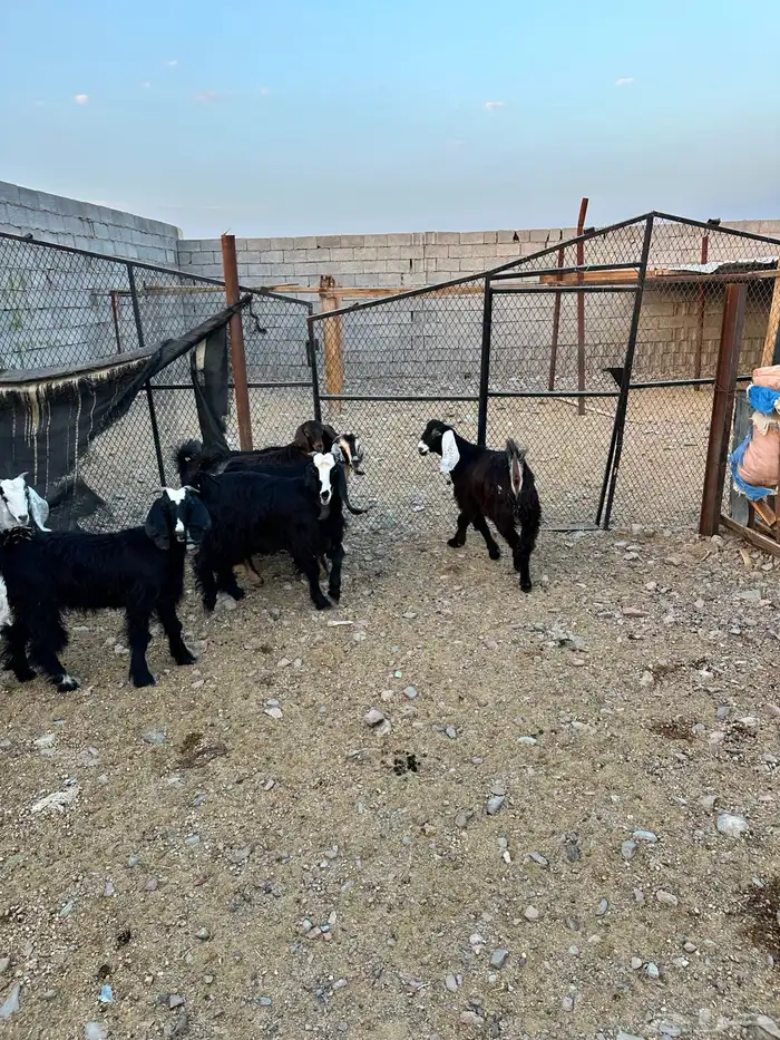 ذبائح الأكحل 14