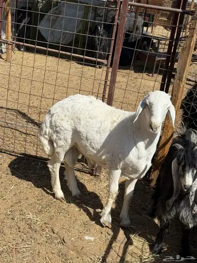 طليان. والتيوس ذبايح. index