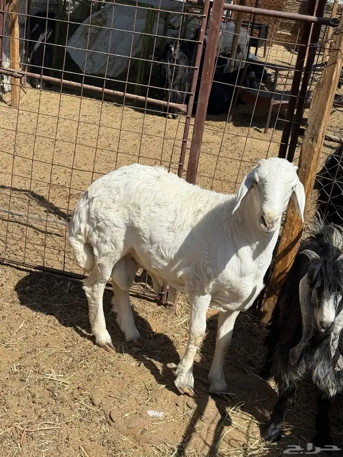 طليان. والتيوس ذبايح. 3