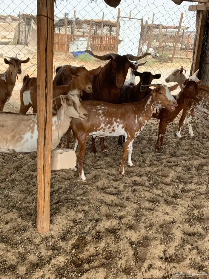 للبيع معزا جنوبية (تم البيع 8